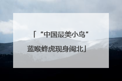 “中国最美小鸟”蓝喉蜂虎现身闽北