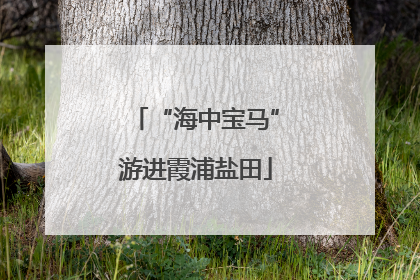 “海中宝马”游进霞浦盐田