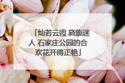 灿若云霞 旖旎迷人 石家庄公园的合欢花开得正艳