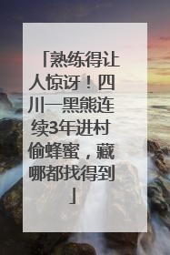 熟练得让人惊讶!四川一黑熊连续3年进村偷蜂蜜,藏哪都找得到