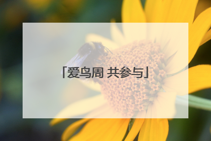 爱鸟周 共参与