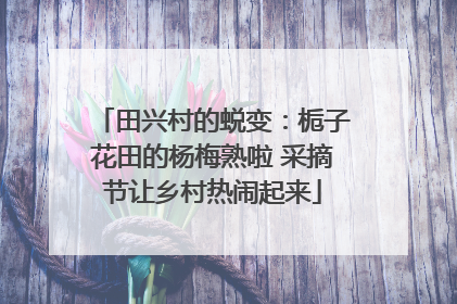 田兴村的蜕变：栀子花田的杨梅熟啦 采摘节让乡村热闹起来