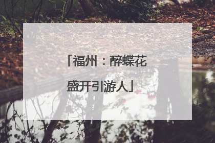 福州：醉蝶花盛开引游人