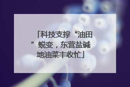 科技支撑“油田”蜕变，东营盐碱地油菜丰收忙