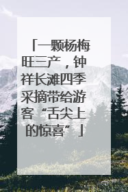 一颗杨梅旺三产，钟祥长滩四季采摘带给游客“舌尖上的惊喜”