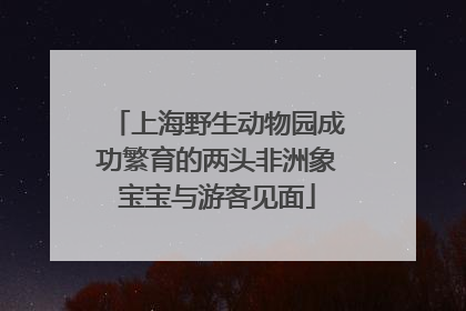 上海野生动物园成功繁育的两头非洲象宝宝与游客见面