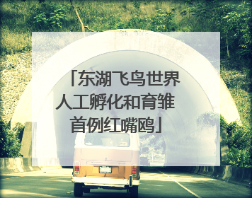 东湖飞鸟世界人工孵化和育雏首例红嘴鸥