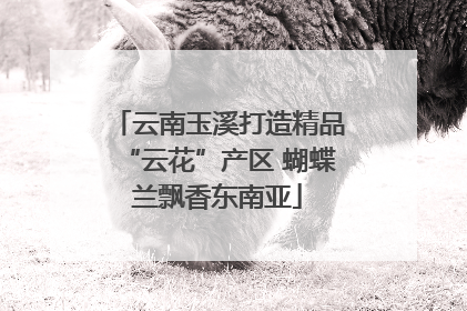 云南玉溪打造精品“云花”产区 蝴蝶兰飘香东南亚