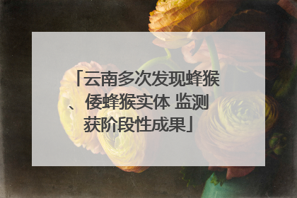 云南多次发现蜂猴、倭蜂猴实体 监测获阶段性成果
