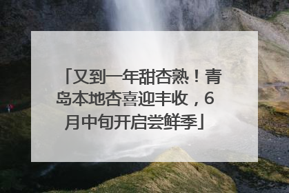 又到一年甜杏熟！青岛本地杏喜迎丰收，6月中旬开启尝鲜季