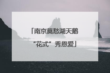 南京莫愁湖天鹅“花式”秀恩爱