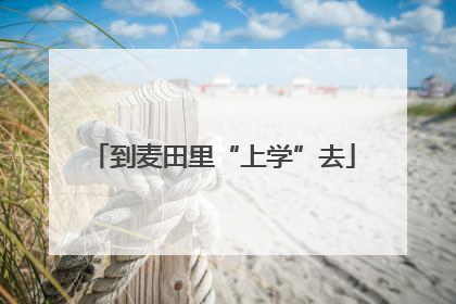 到麦田里“上学”去