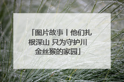 图片故事丨他们扎根深山 只为守护川金丝猴的家园