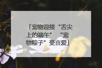 宠物迎接“舌尖上的端午” “宠物粽子”受喜爱
