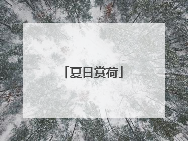 夏日赏荷