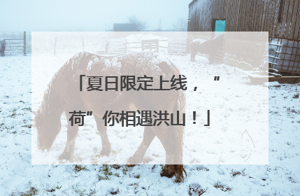 夏日限定上线，“荷”你相遇洪山！
