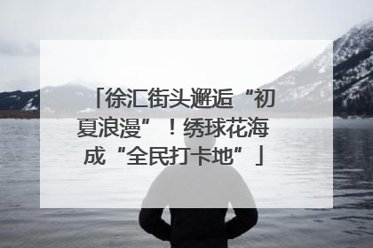 徐汇街头邂逅“初夏浪漫”！绣球花海成“全民打卡地”