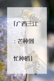 广西三江：芒种到 忙种稻