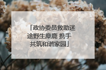 政协委员救助迷途野生麋鹿 携手共筑和谐家园