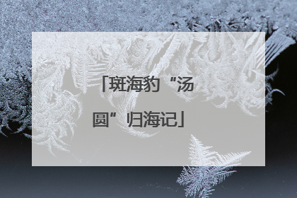 斑海豹“汤圆”归海记