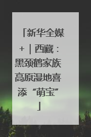 新华全媒+｜西藏：黑颈鹤家族高原湿地喜添“萌宝”
