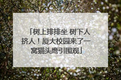 树上排排坐 树下人挤人！厦大校园来了一窝猫头鹰引围观