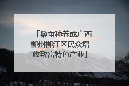 桑蚕种养成广西柳州柳江区民众增收致富特色产业