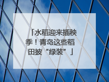 水稻迎来插秧季！青岛这些稻田披“绿装”
