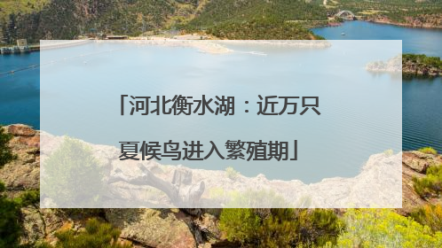 河北衡水湖：近万只夏候鸟进入繁殖期