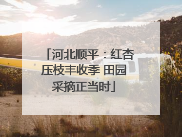 河北顺平：红杏压枝丰收季 田园采摘正当时