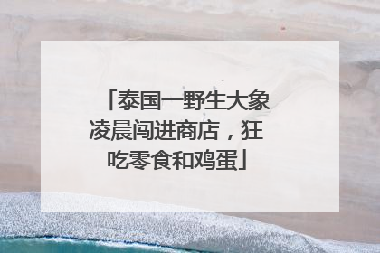 泰国一野生大象凌晨闯进商店，狂吃零食和鸡蛋