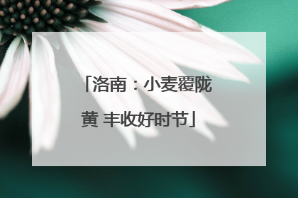 洛南：小麦覆陇黄 丰收好时节