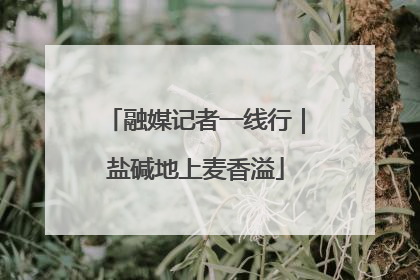 融媒记者一线行｜盐碱地上麦香溢