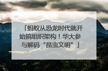 蚂蚁从恐龙时代就开始搞组织架构！华大参与解码“昆虫文明”