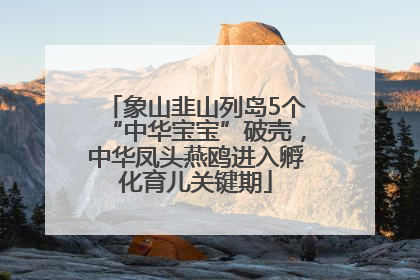 象山韭山列岛5个“中华宝宝”破壳，中华凤头燕鸥进入孵化育儿关键期