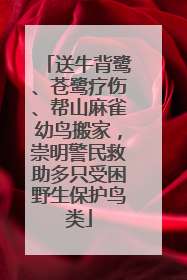 送牛背鹭、苍鹭疗伤、帮山麻雀幼鸟搬家，崇明警民救助多只受困野生保护鸟类