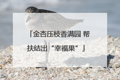 金杏压枝香满园 帮扶结出“幸福果”