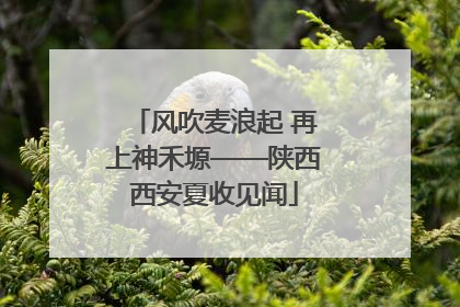风吹麦浪起 再上神禾塬——陕西西安夏收见闻