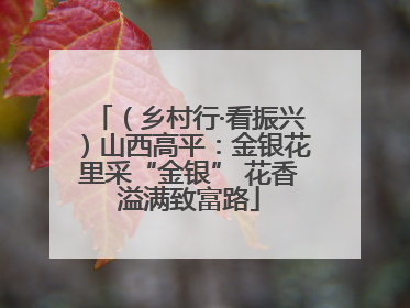 （乡村行·看振兴）山西高平：金银花里采“金银” 花香溢满致富路