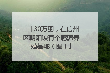 30万羽，在信州区朝阳镇有个鹌鹑养殖基地（图）