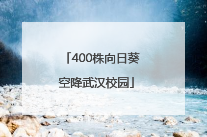 400株向日葵空降武汉校园